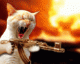 /album/galeria-de-fotos/maven-cat-gif/